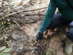 Mengintip Aksi Harimau Sumatera di Perkebunan Desa Muara Jaya Lampung Timur