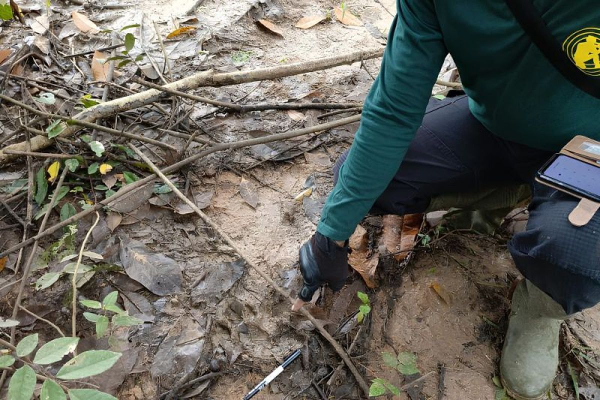 Mengintip Aksi Harimau Sumatera di Perkebunan Desa Muara Jaya Lampung Timur