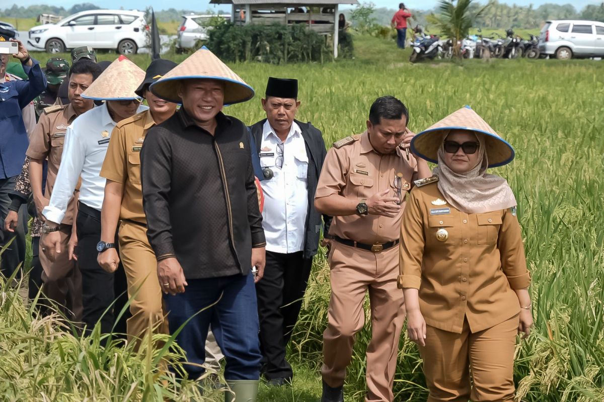 Optimalkan Panen di Jabung: Bupati Lampung Timur Dorong Dukungan Alsintan dan Harga Stabil