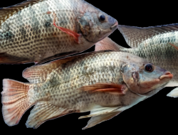 Manfaat Beli Ikan Nila Segar di Lampung Timur: Hanya Rp30 ribu/kg!
