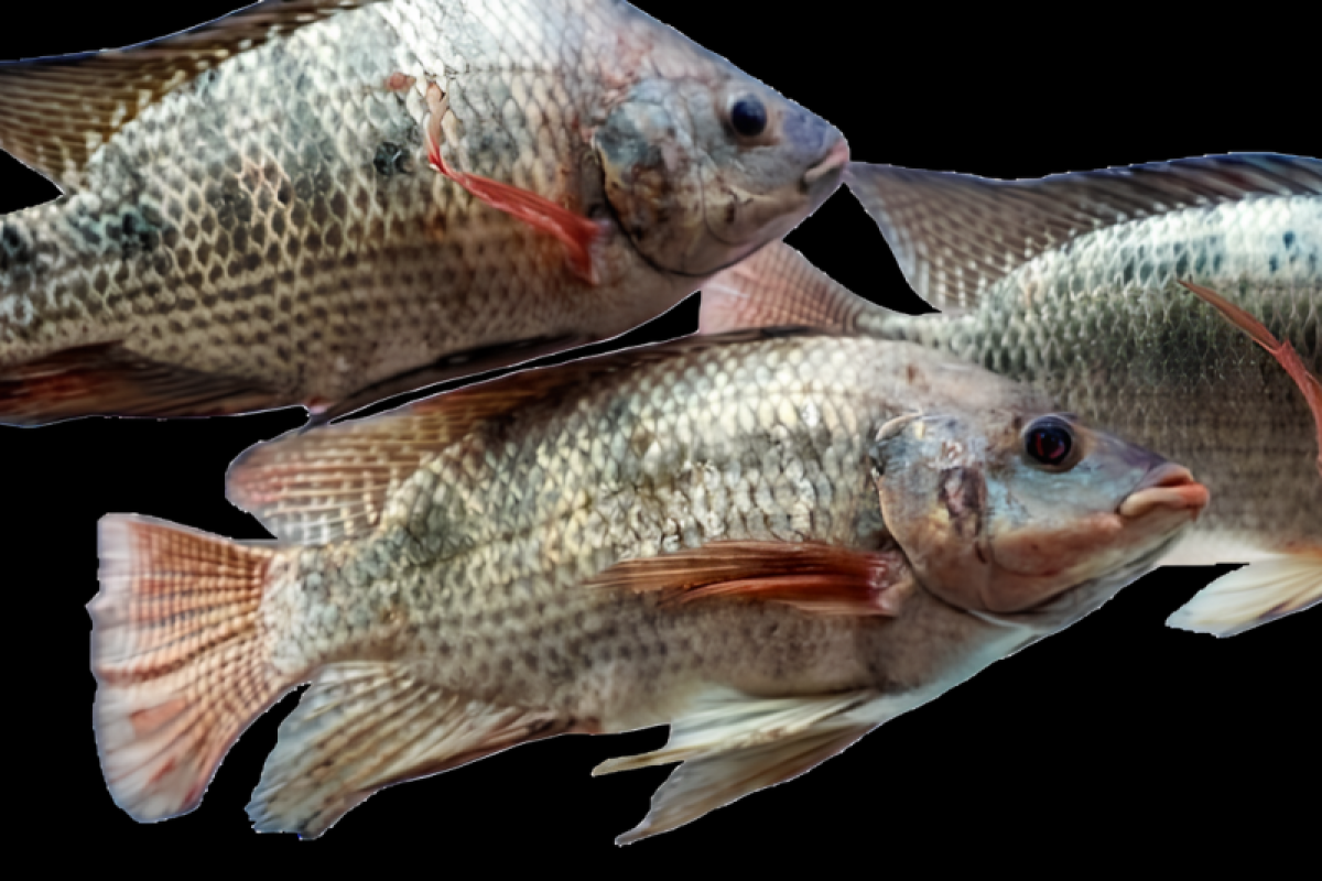 Manfaat Beli Ikan Nila Segar di Lampung Timur: Hanya Rp30 ribu/kg!