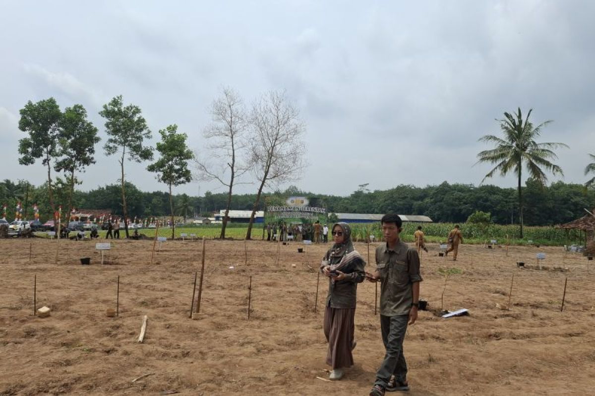 Revitalisasi Lahan Pertanian: Rencana Tanam Padi Gogo di 420 Ha Hutan Produksi Lampung