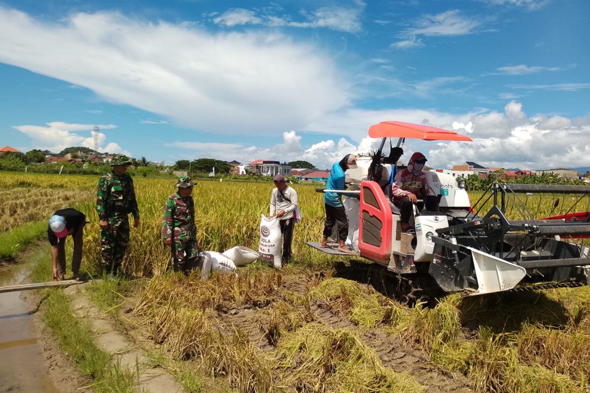 Langkah Ambisius Lampung Tengah Capai Produksi Gabah 1 Juta Ton
