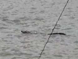Munculnya Buaya Muara di Pantai Lamsel: Ancaman bagi Pengunjung