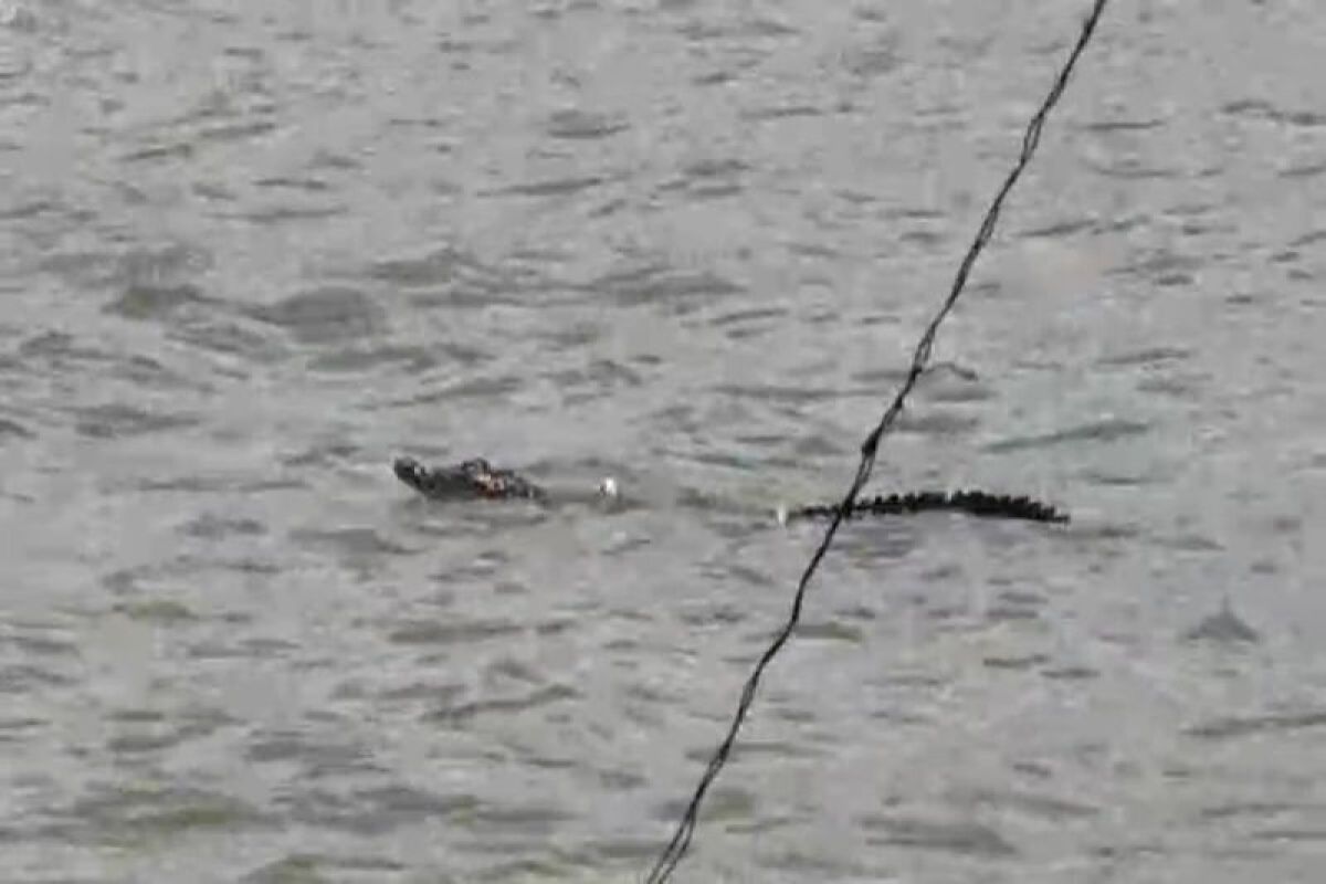 Munculnya Buaya Muara di Pantai Lamsel: Ancaman bagi Pengunjung