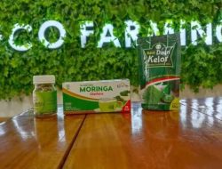 Manfaat Luar Biasa Daun Kelor dari UMKM Binaan BRI