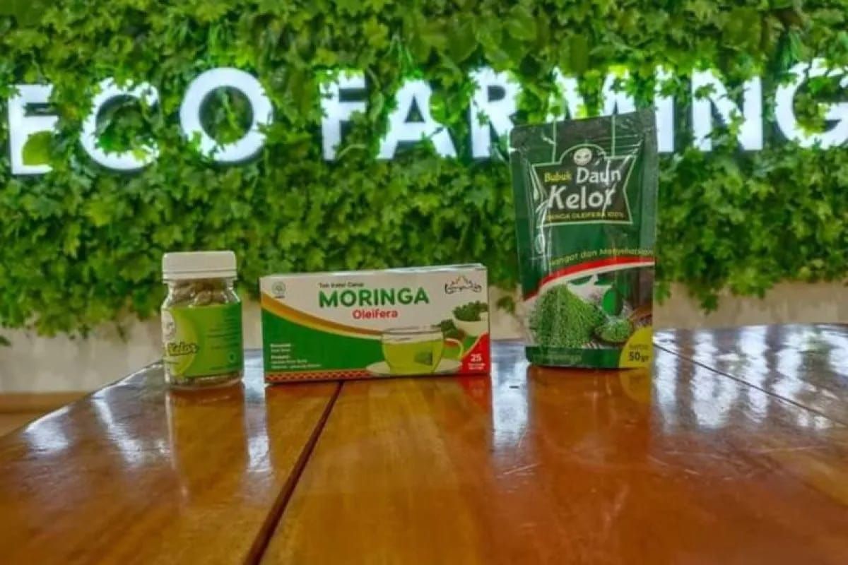 Manfaat Luar Biasa Daun Kelor dari UMKM Binaan BRI