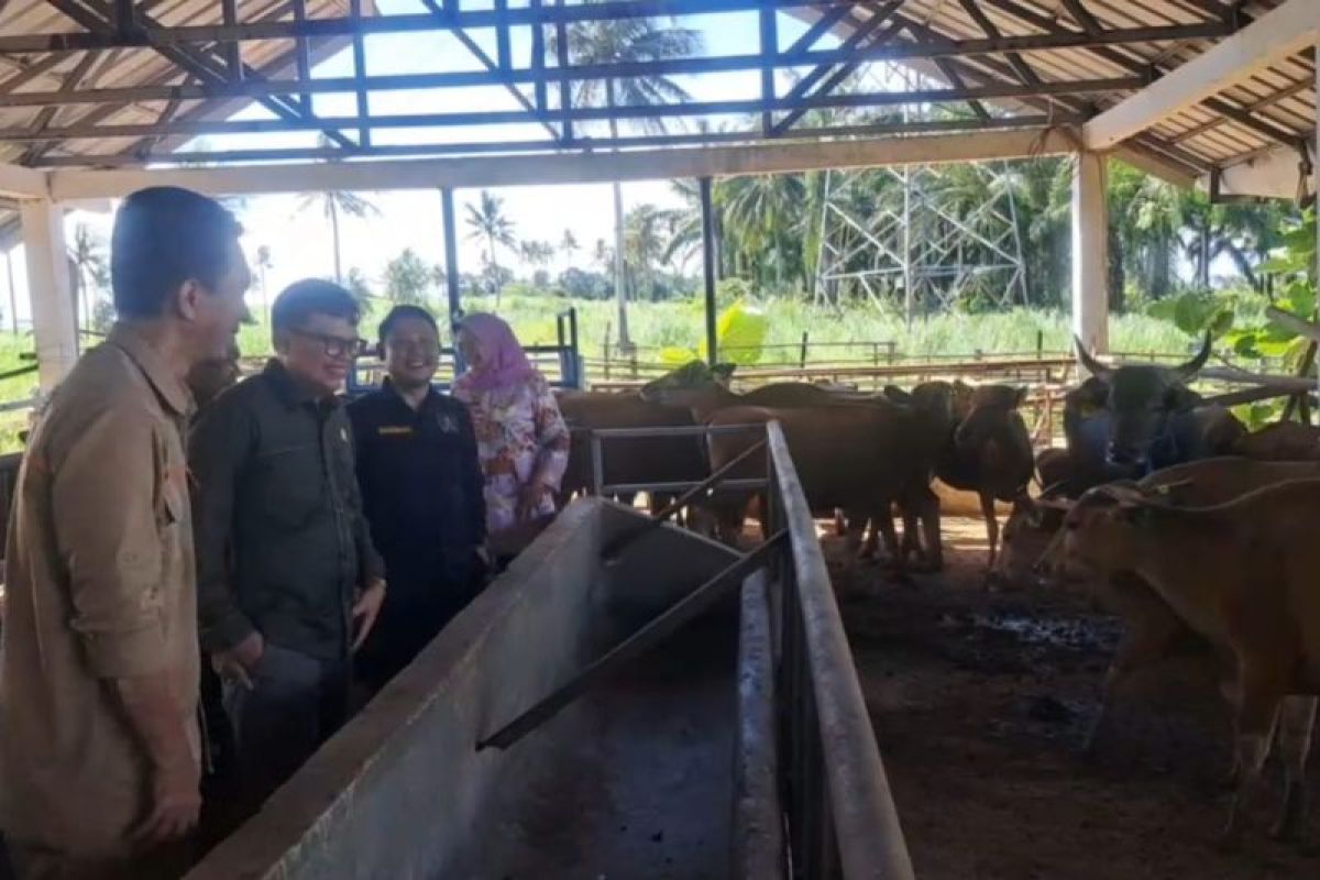 Optimalkan Potensi Pendapatan Daerah dengan Pengembangan Pembibitan Sapi di Lampung