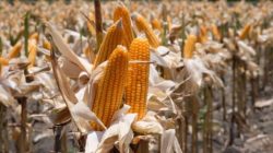 Harga Jagung Anjlok, Petani Lampung Timur Menjerit: Bulog Tak Kunjung Hadir
