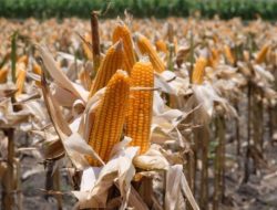 Harga Jagung Anjlok, Petani Lampung Timur Menjerit: Bulog Tak Kunjung Hadir