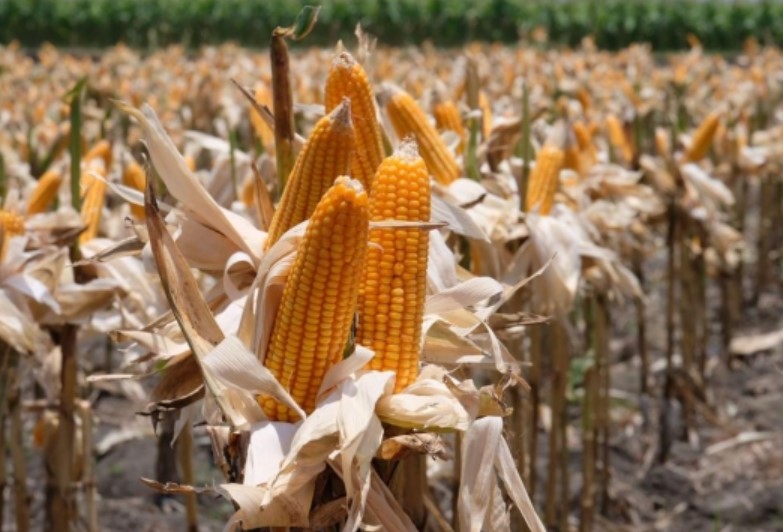 Harga Jagung Anjlok, Petani Lampung Timur Menjerit: Bulog Tak Kunjung Hadir