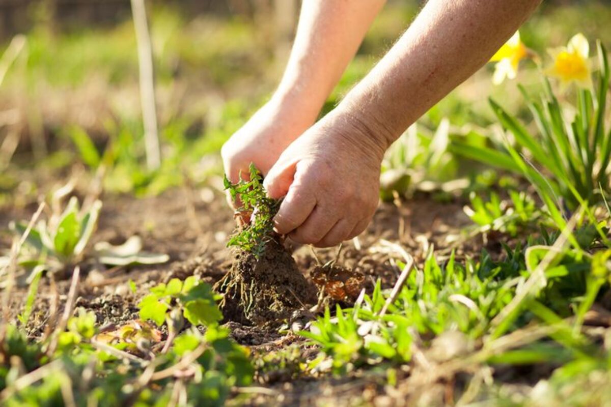 Studi: Rumput Berakar Dalam Lebih Efektif Simpan Karbon dan Jaga Kesehatan Tanah