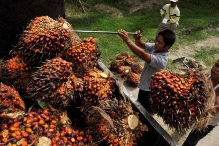 Februari 2026: Produksi Sawit RI 5,5 Juta Ton, Ekspor 3,29 Juta Ton