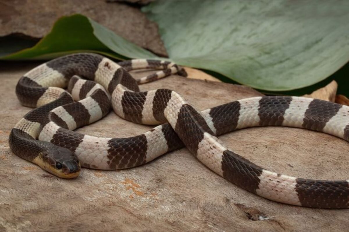 Usai Lulus Kuliah, Pemudi Ini Pilih Balik Kampung Ternak 60.000 Ular dan Malah Raup Rp 2,5 Miliar