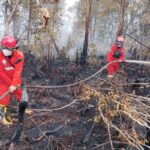 65 Persen Karhutla di Lahan Gambut, Ancam Target Iklim RI