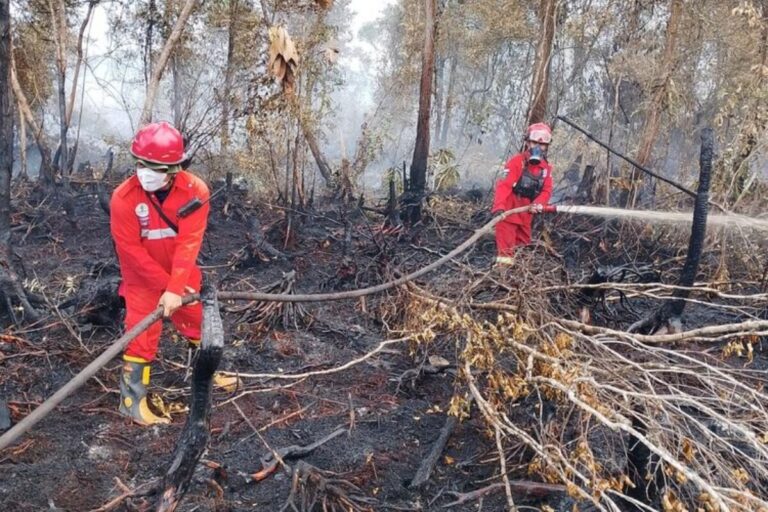 65 Persen Karhutla di Lahan Gambut, Ancam Target Iklim RI