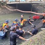 Pakar BRIN: Jangan Hanya Fokus Ikan Sapu-sapu, Ada 18 Spesies Invasif Mengintai Perairan Kita