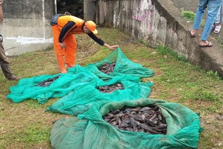 Walkot Jaksel Pertimbangkan Olah Ikan Sapu-sapu Jadi Pakan Ternak: Sedang Dalam Kajian