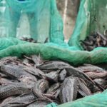 Dominasi Ikan Sapu-sapu di Ciliwung, Pakar IPB: Tanda Kuat Sungai Sedang “Sakit”