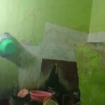 Tembok Kamar Mandi Roboh Tewaskan Penghuni di Jakut Sudah Retak dan Rapuh