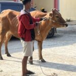 Marak Pencurian Sapi Jelang Idul Adha, Kades se-Bangkalan Desak Polisi Tangkap Pelaku