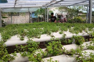 Harum Cuan Daun Mint dari Pekarangan, Kisah Sukses Urban Farming di Pangkalpinang